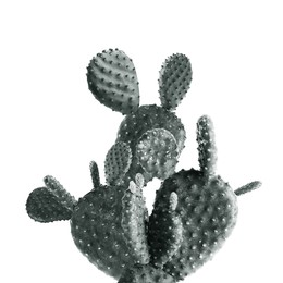 Beautiful big cactus on white background. Color toned