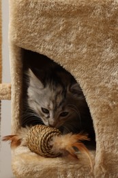 Cute fluffy kitten with toy on cat tree