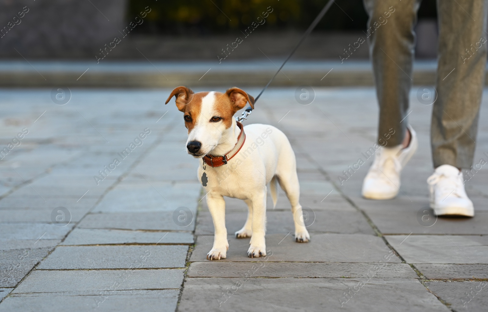 Photo of Man with adorable Jack Russell Terrier on city street, closeup. Dog walking