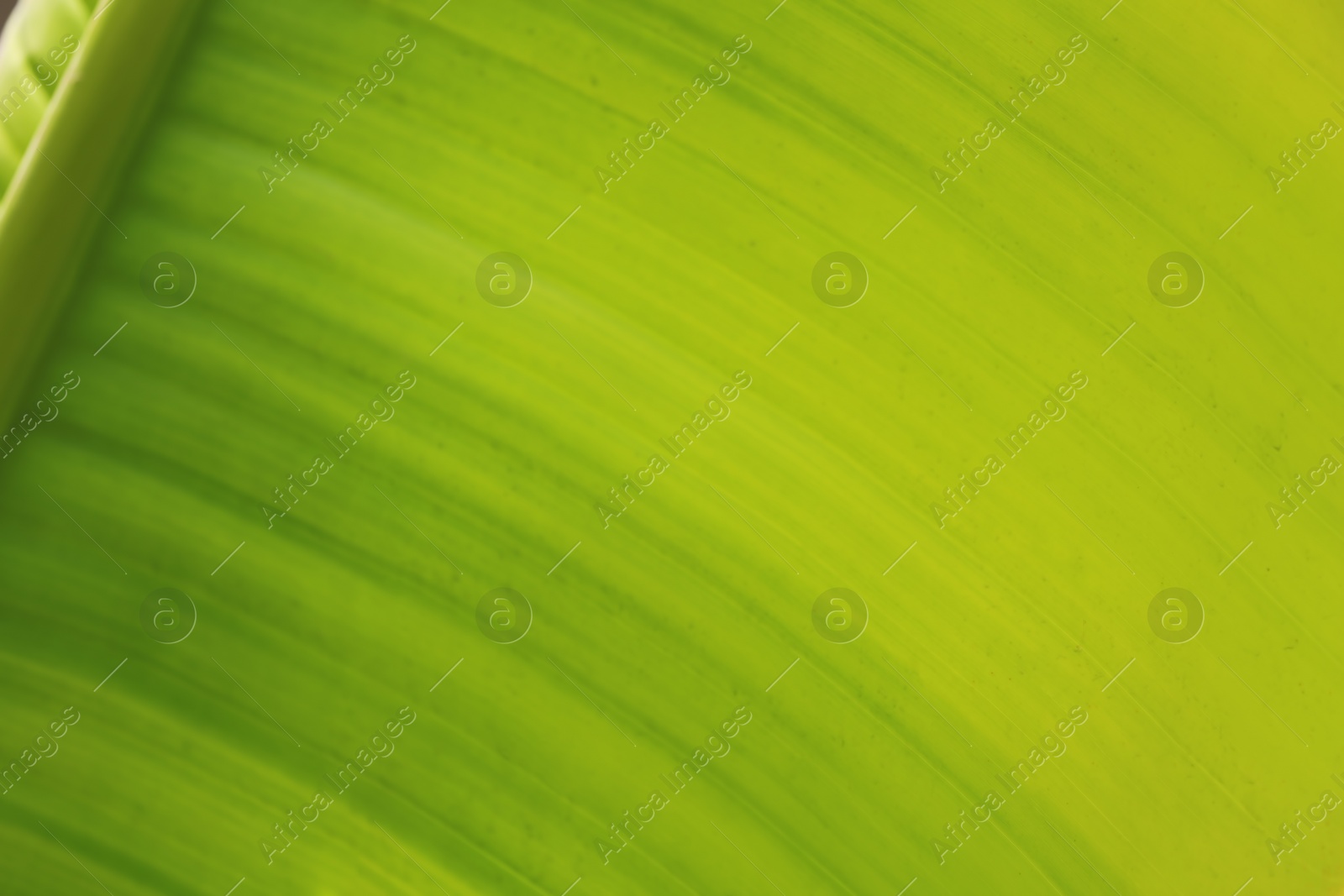 Photo of Beautiful tropical palm leaf, closeup