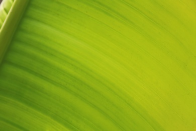 Beautiful tropical palm leaf, closeup