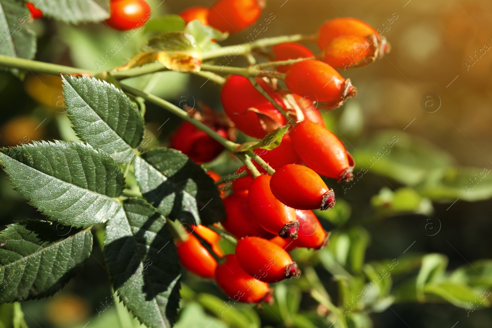 Photo of Rose hip bush with ripe red berries in garden, closeup