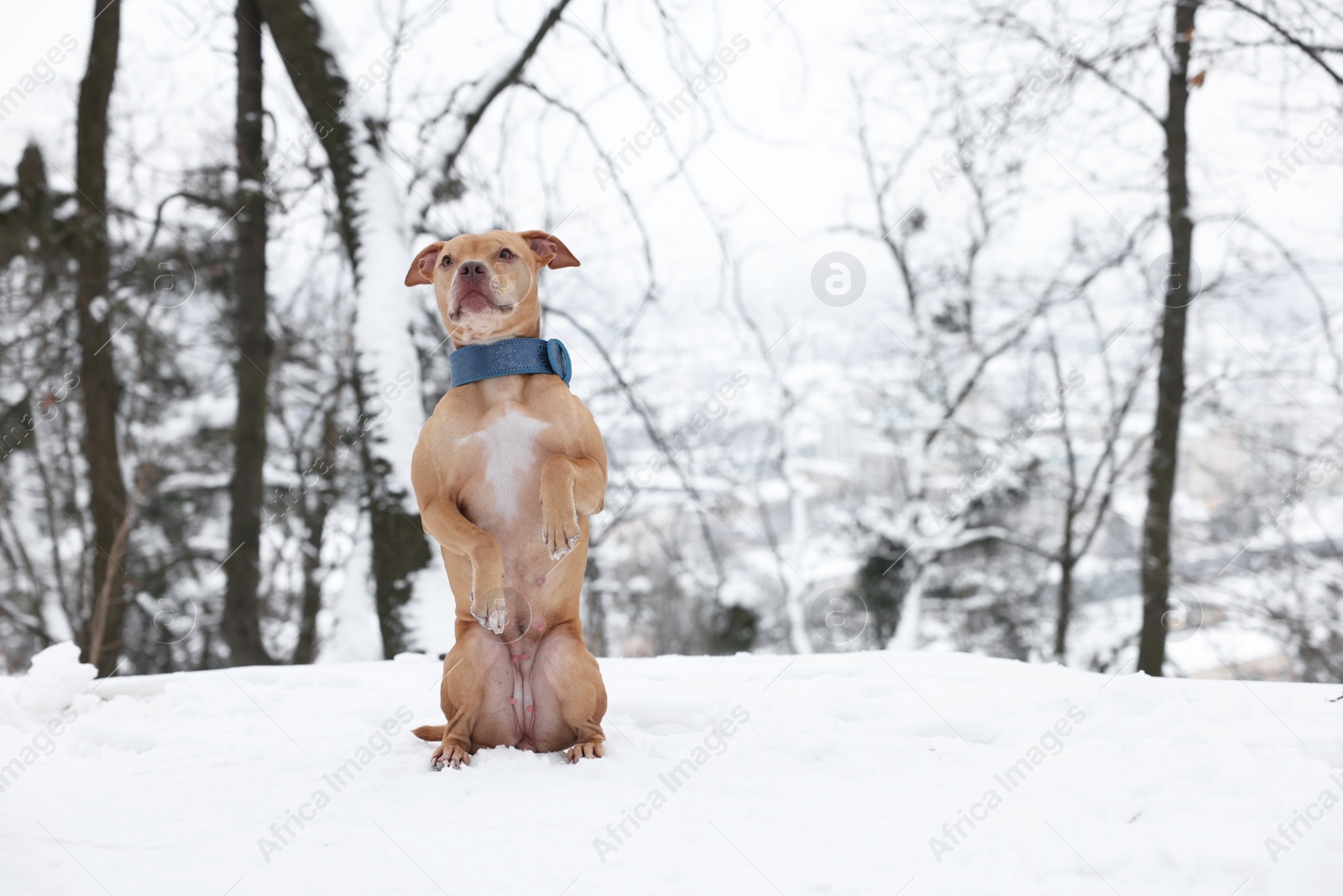 Photo of Cute ginger dog standing on hind legs in snowy forest. Space for text