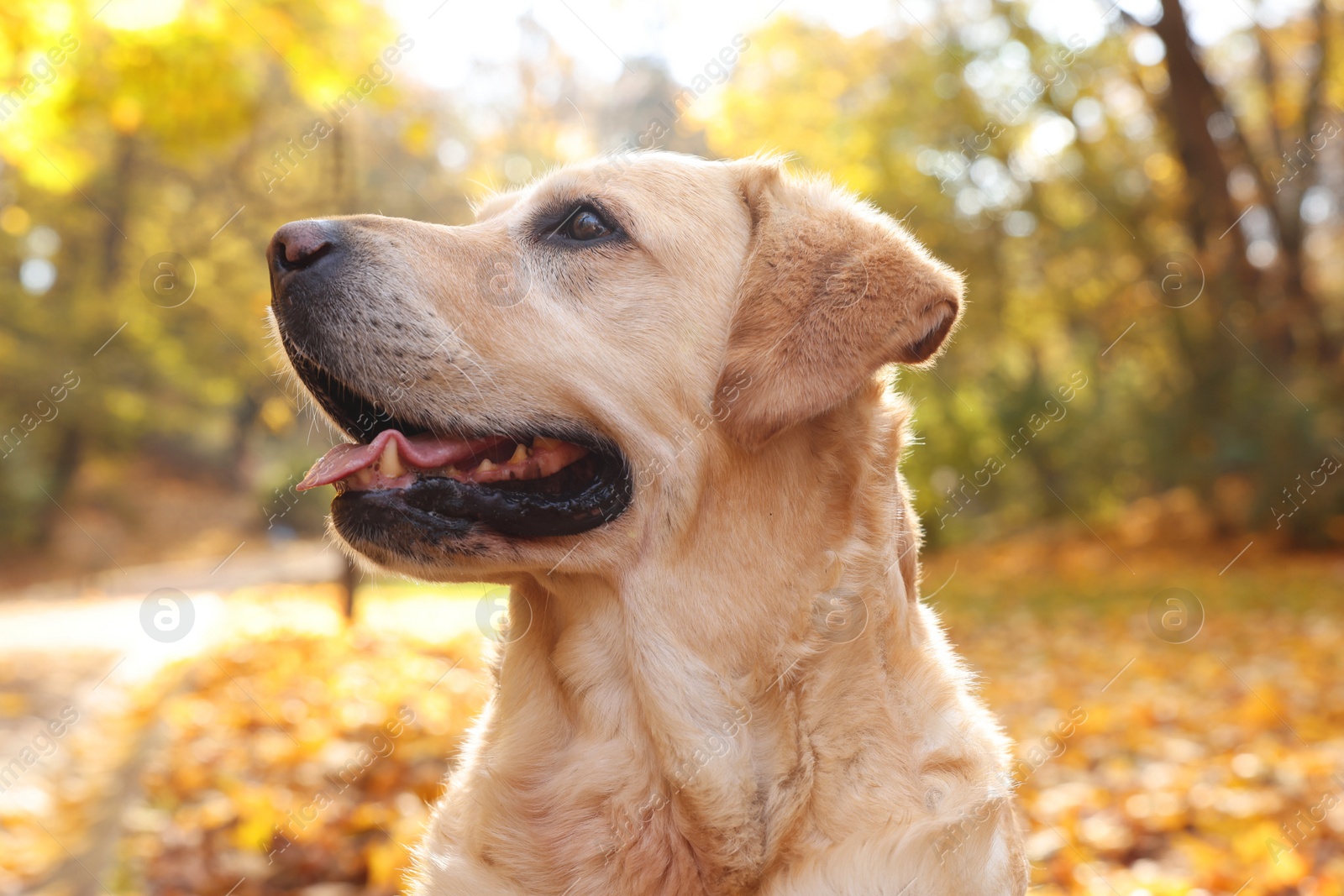 Photo of Cute Labrador Retriever dog in sunny autumn park, closeup