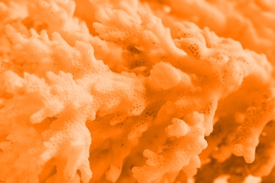 Image of Beautiful orange sea coral as background, closeup