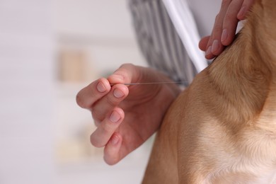 Photo of Veterinary holding acupuncture needle near dog's neck indoors, closeup. Animal treatment