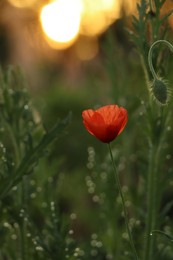 Photo of Beautiful blooming red poppy outdoors in morning, closeup