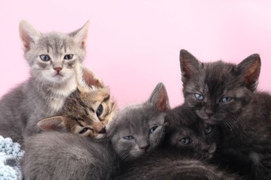 Photo of Cute fluffy kittens on pink background. Baby animals