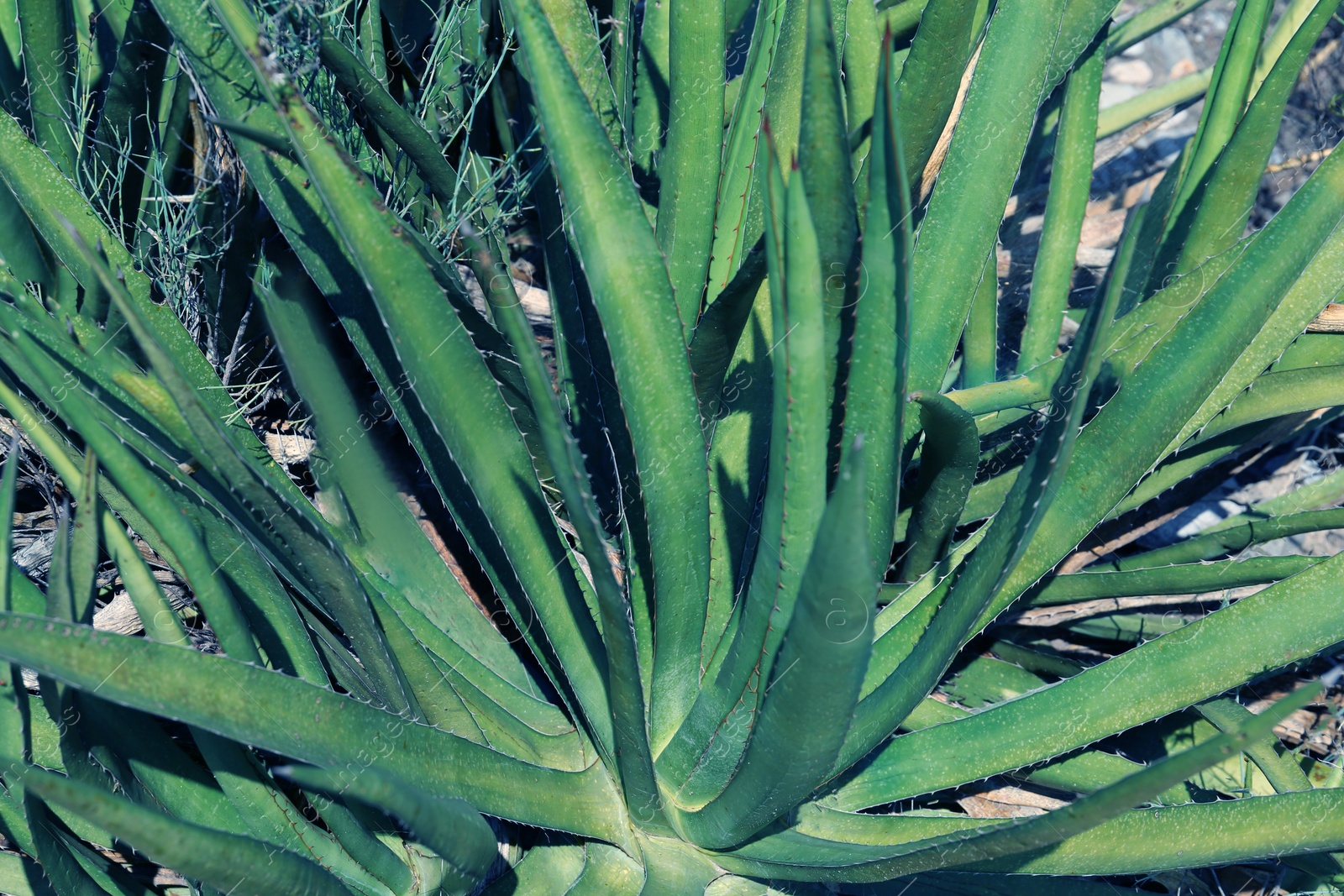 Photo of Beautiful green agave plant growing in ground outdoors, closeup