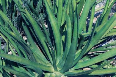 Beautiful green agave plant growing in ground outdoors, closeup