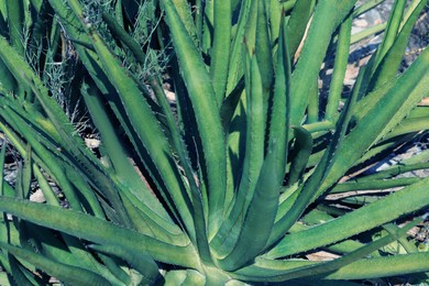 Photo of Beautiful green agave plant growing in ground outdoors, closeup