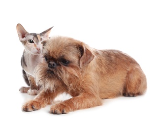 Photo of Adorable dog and cat together on white background. Friends forever