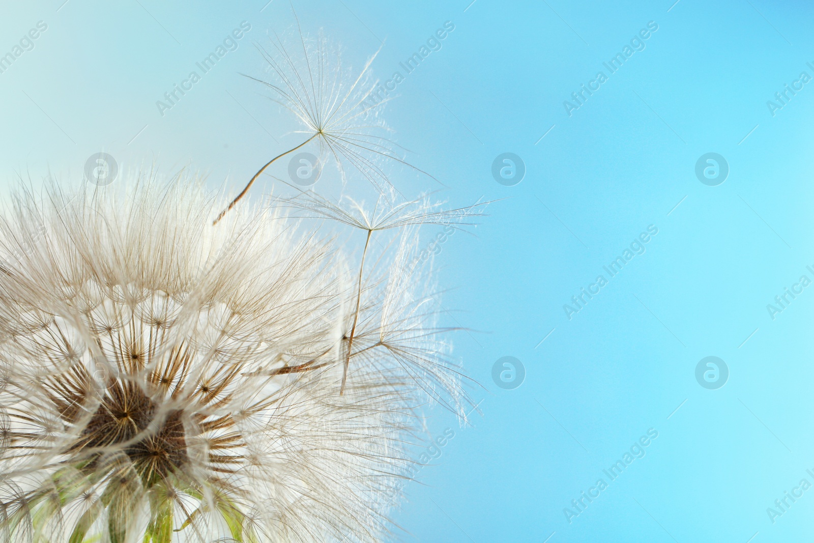 Photo of White dandelion seed head on color background