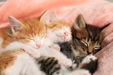 Photo of Cute sleeping little kittens on pink blanket