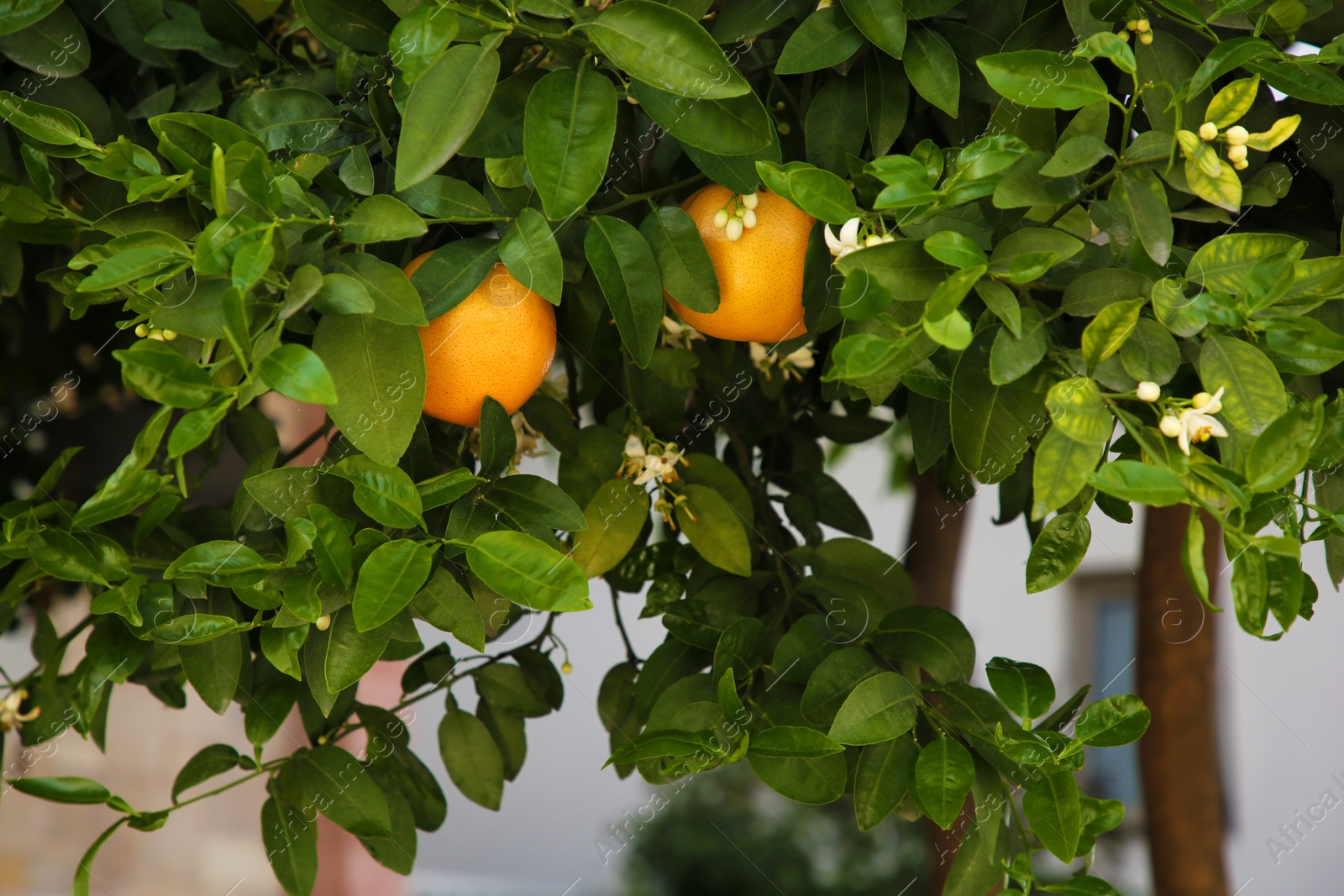 Photo of Ripening grapefruits and flowers growing on tree in garden