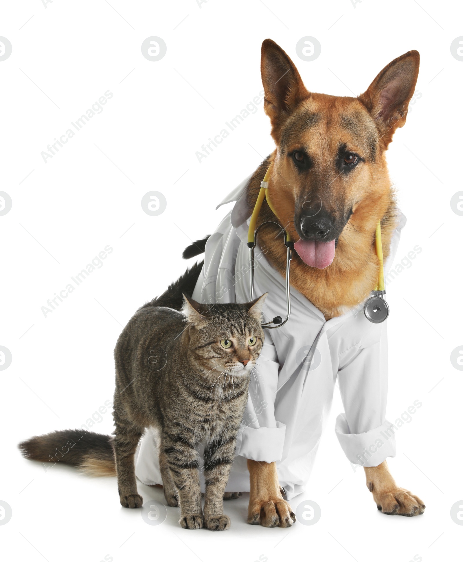 Photo of Cat and dog with stethoscope dressed as veterinarian on white background