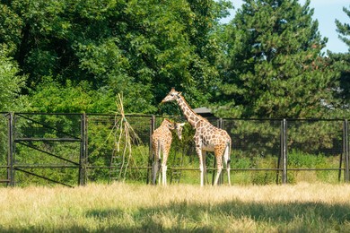 Beautiful giraffes in zoo on sunny day