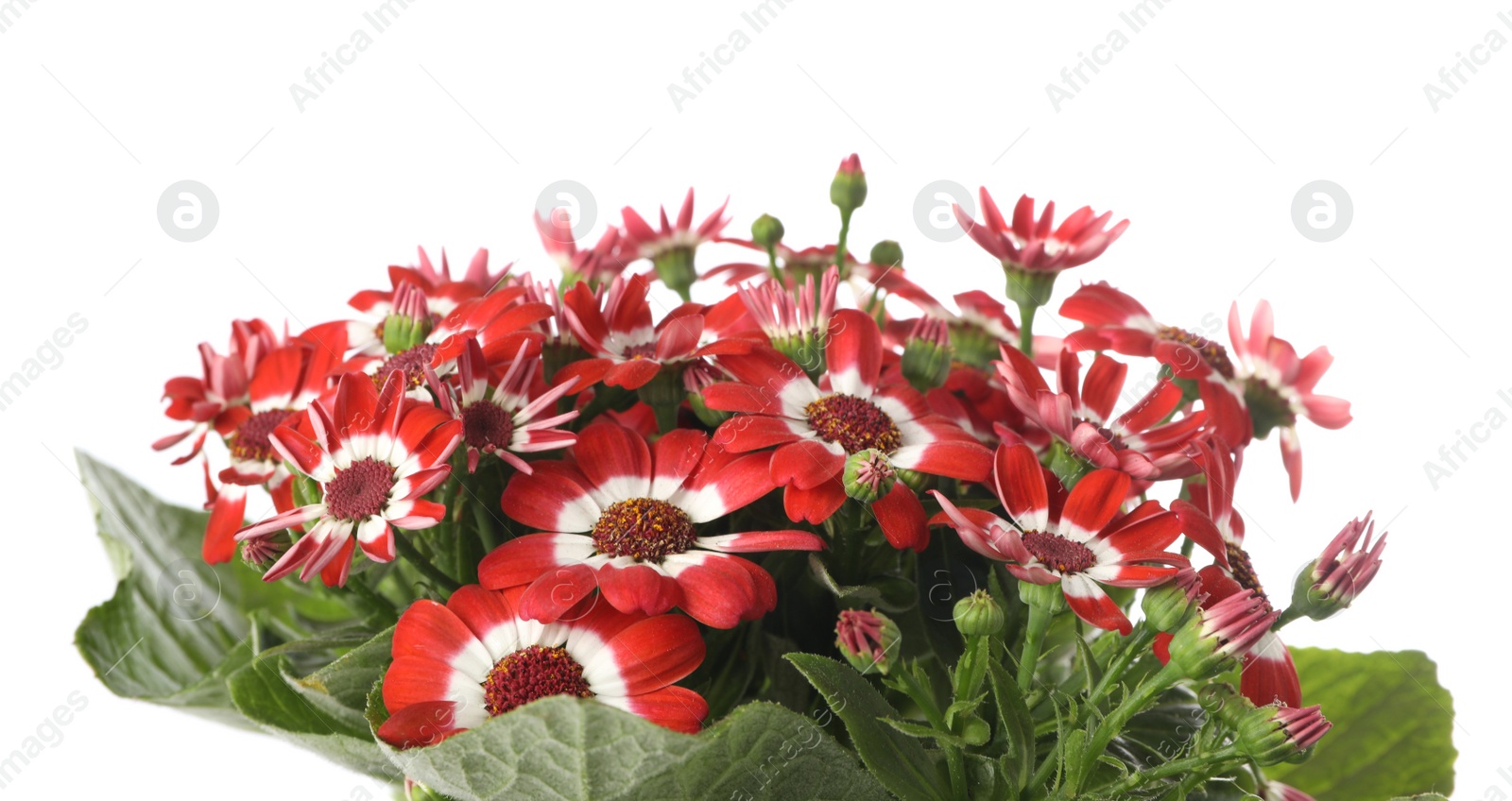 Photo of Beautiful red cineraria flowers on white background