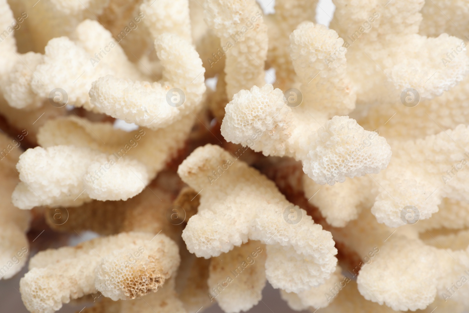 Photo of Beautiful exotic sea coral as background, closeup