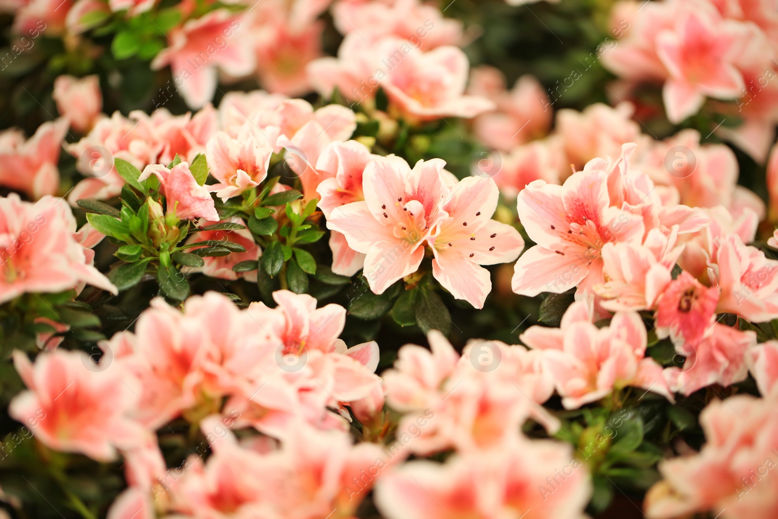 Photo of Beautiful blooming azalea flowers, closeup. Tropical plant