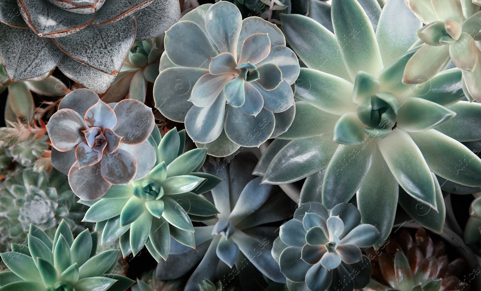 Image of Different beautiful succulents as background, top view