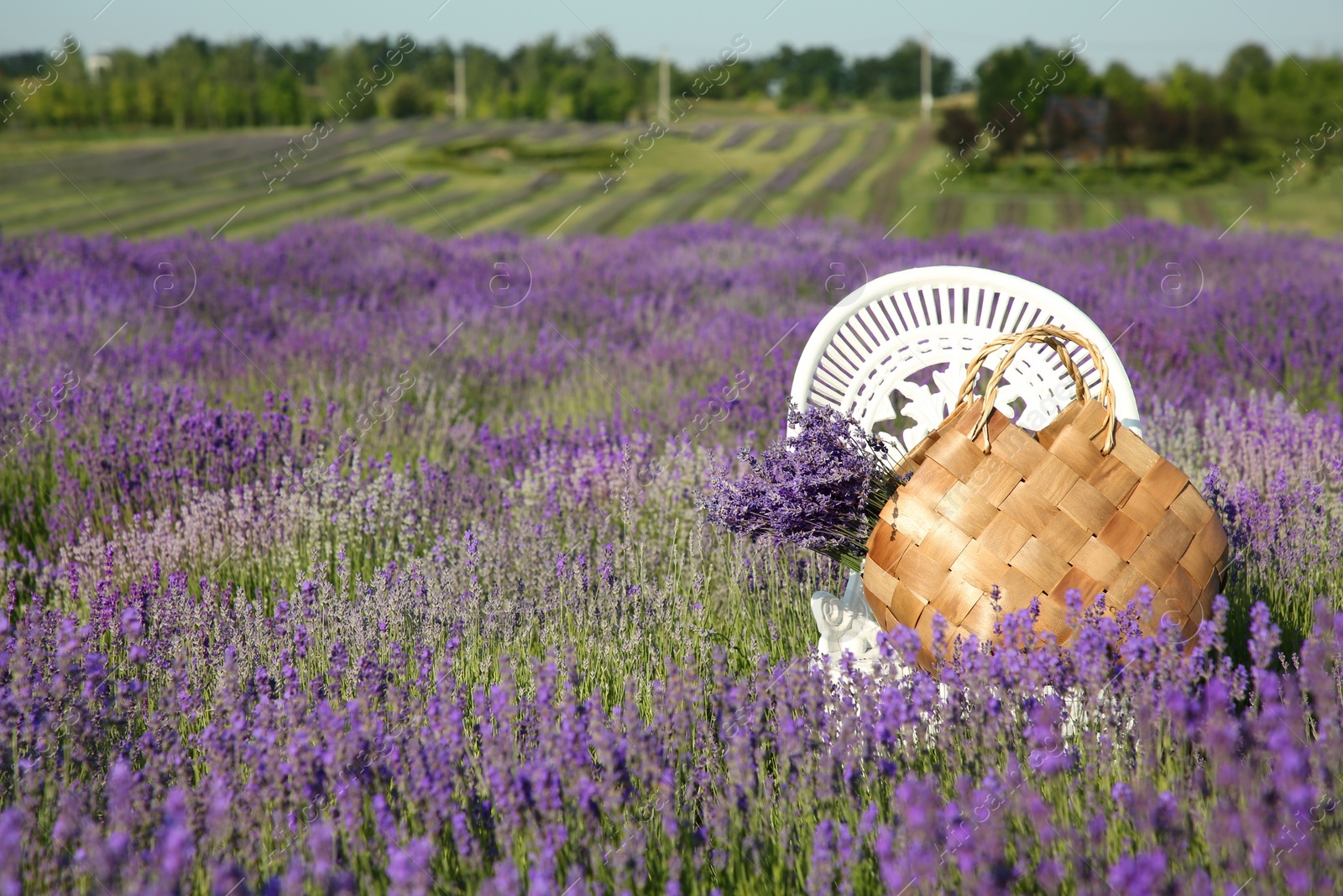 Photo of Wicker bag with beautiful lavender flowers on chair in field, space for text