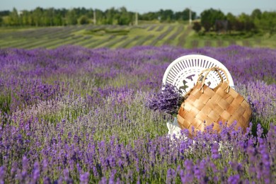 Wicker bag with beautiful lavender flowers on chair in field, space for text