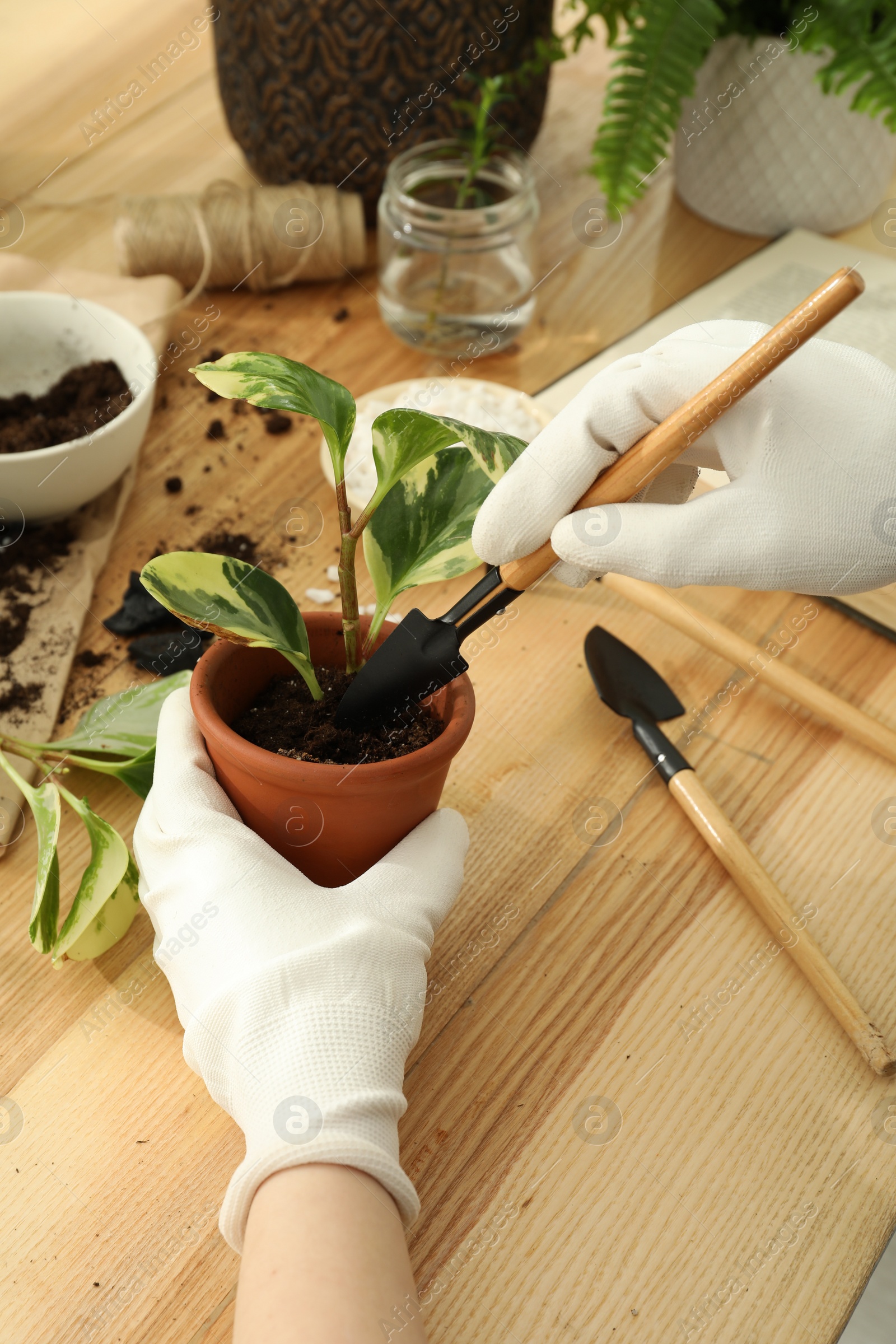 Photo of Woman transplanting houseplants at wooden table, closeup