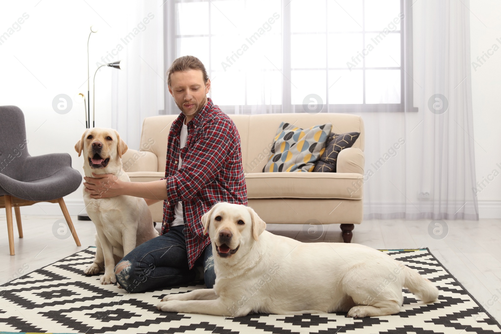 Photo of Adorable yellow labrador retrievers with owner at home