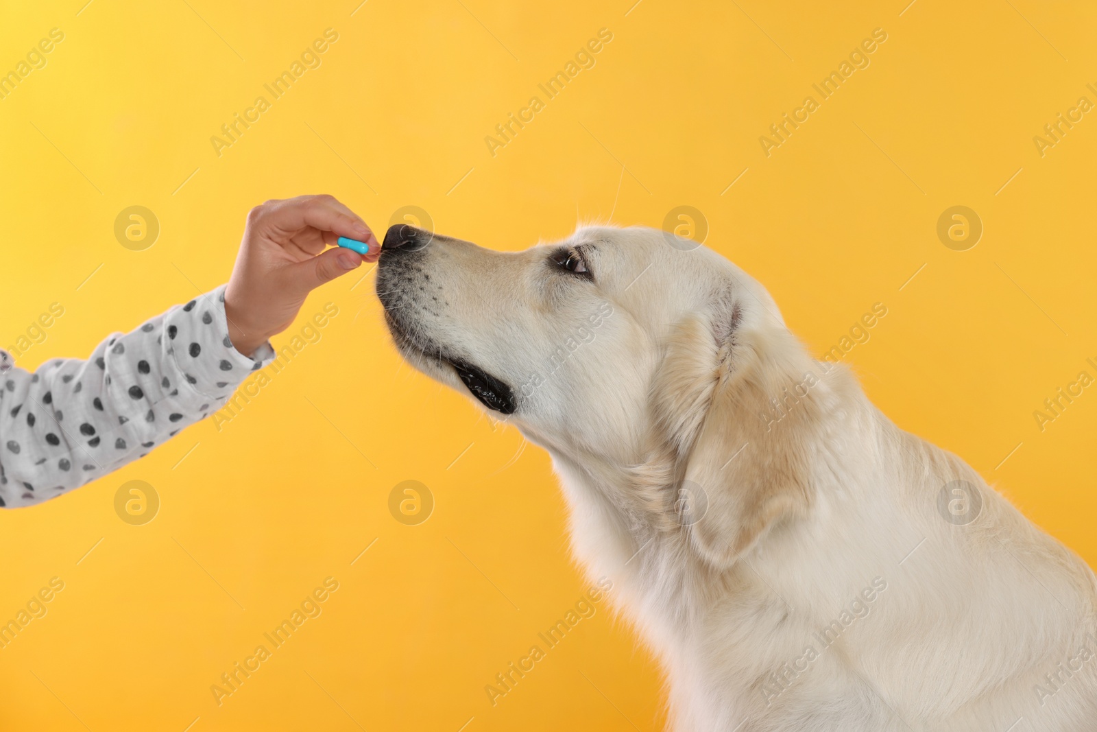 Photo of Woman giving pill to cute Labrador Retriever dog on orange background, closeup