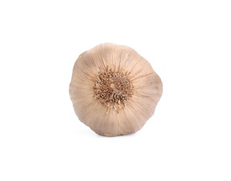 Bulb of fermented garlic isolated on white