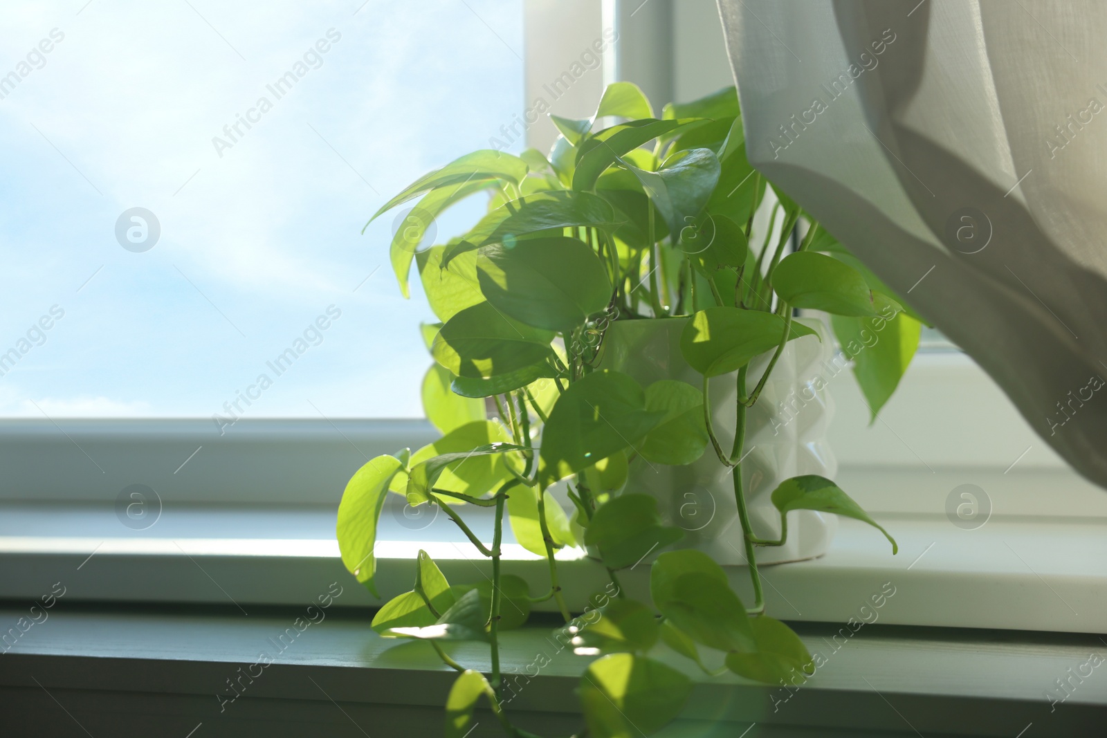 Photo of Beautiful green houseplant on window sill indoors