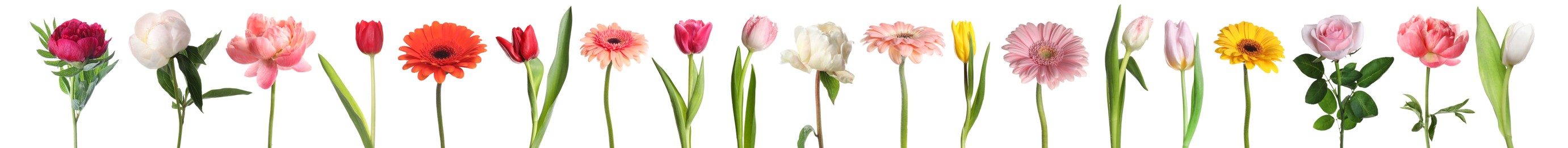 Image of Different beautiful flowers isolated on white, set