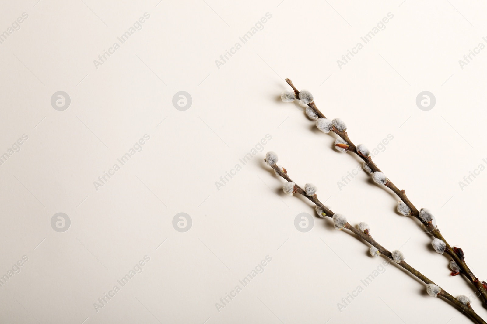 Photo of Beautiful willow branches with fuzzy catkins on beige background, flat lay. Space for text