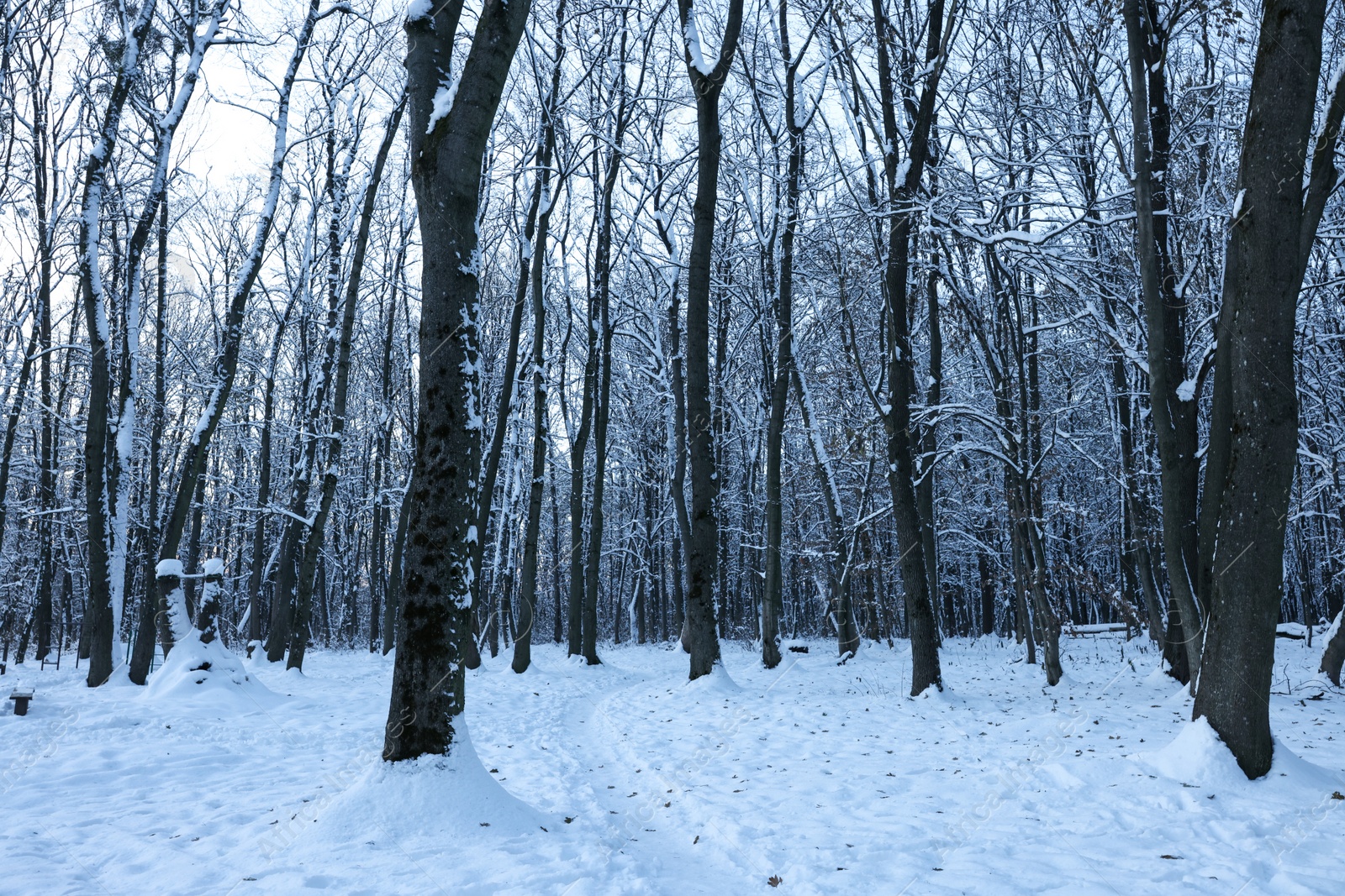 Photo of Trees covered with snow in winter park