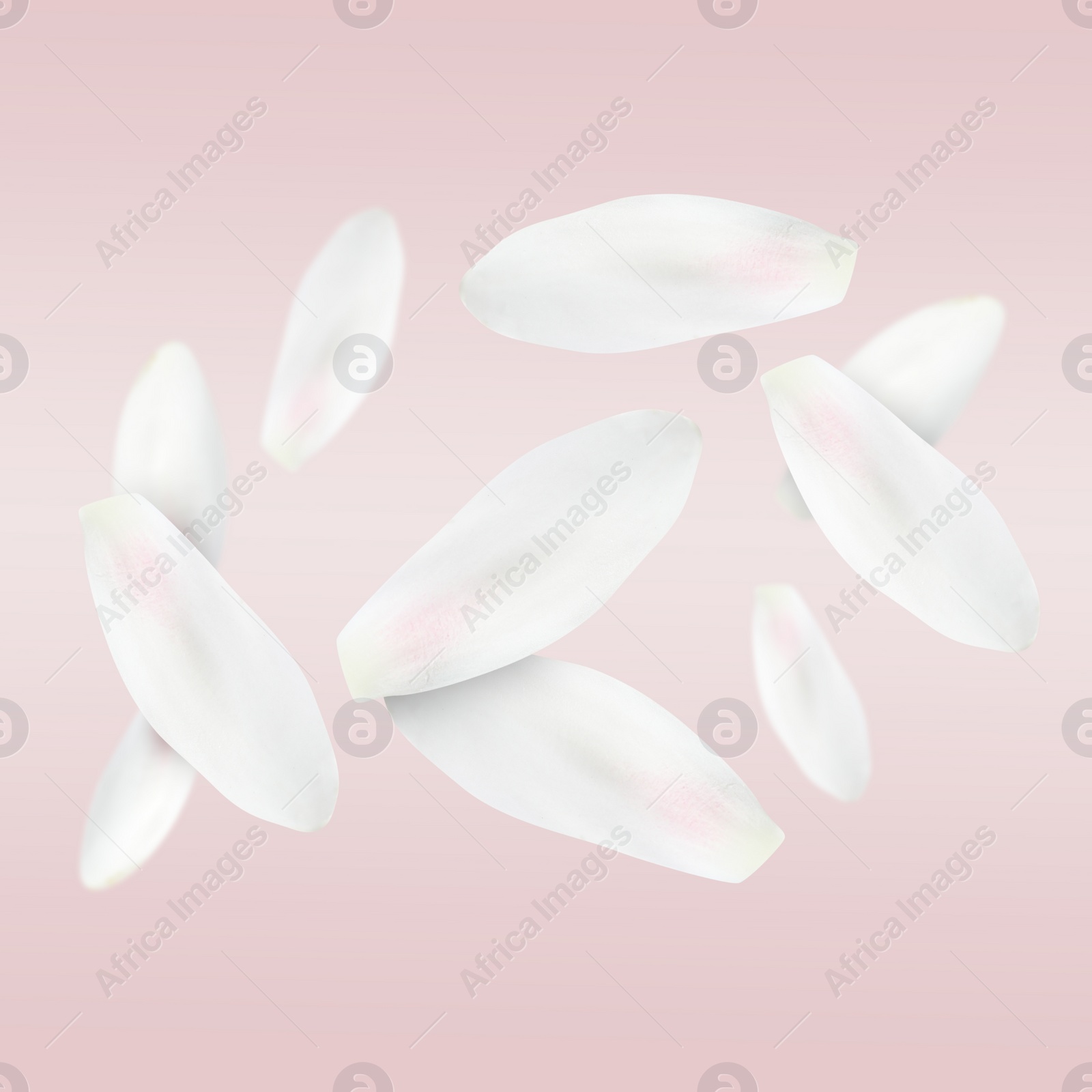 Image of Lotus flower petals falling on light pink background