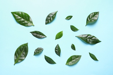 Photo of Fresh green coffee leaves on light blue background, flat lay