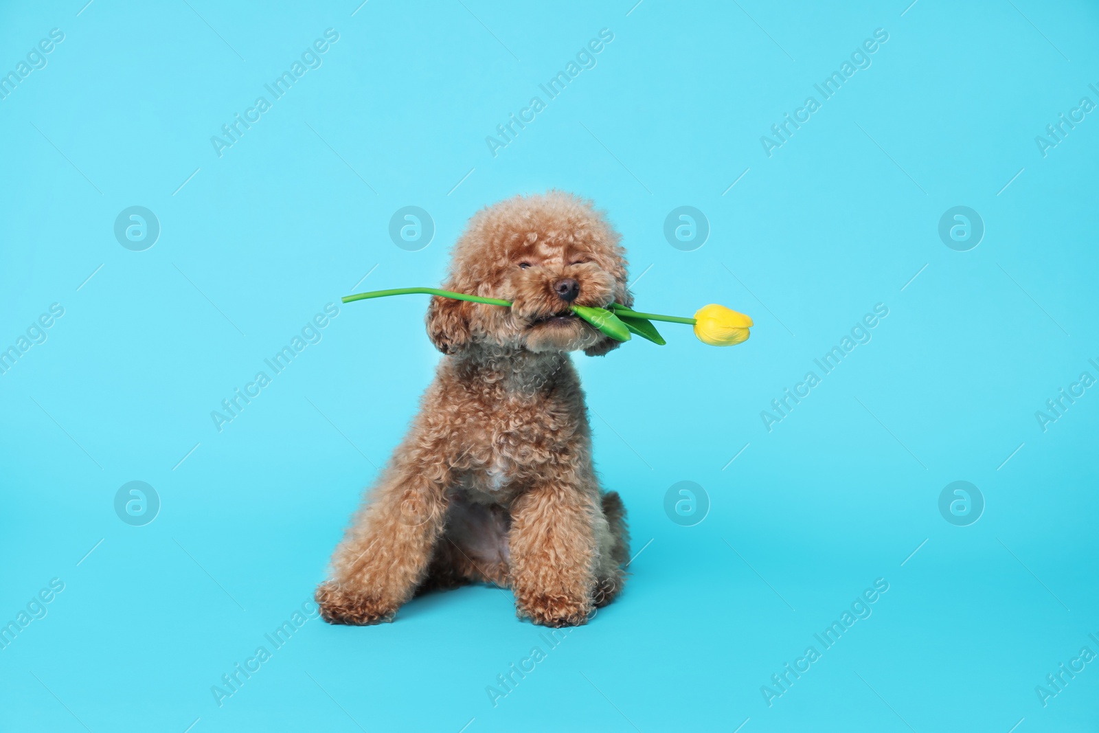 Photo of Cute Maltipoo dog holding yellow tulip flower on light blue background