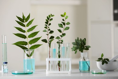 Many glass tubes with leaves on white table indoors