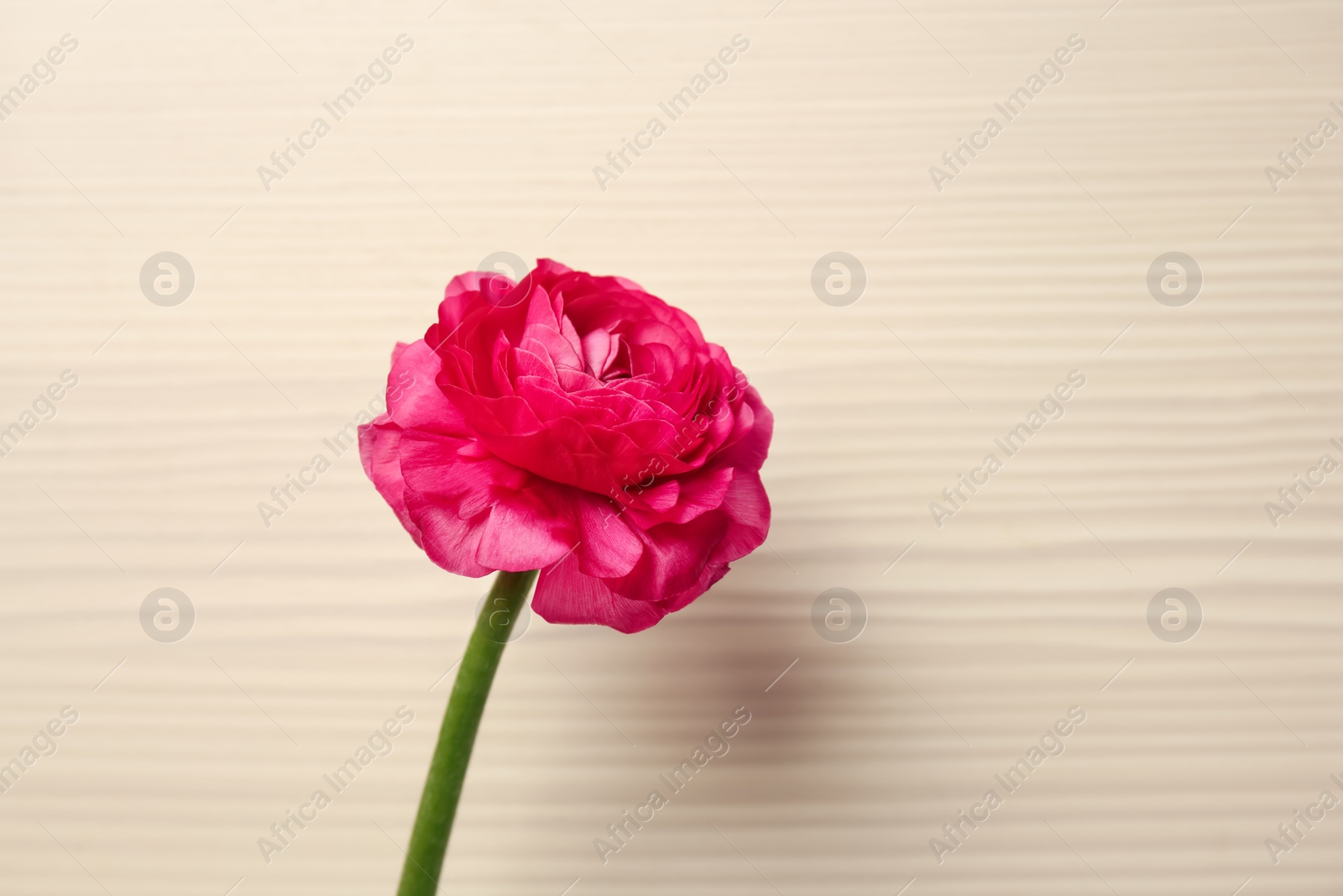 Photo of Beautiful ranunculus flower on wooden background