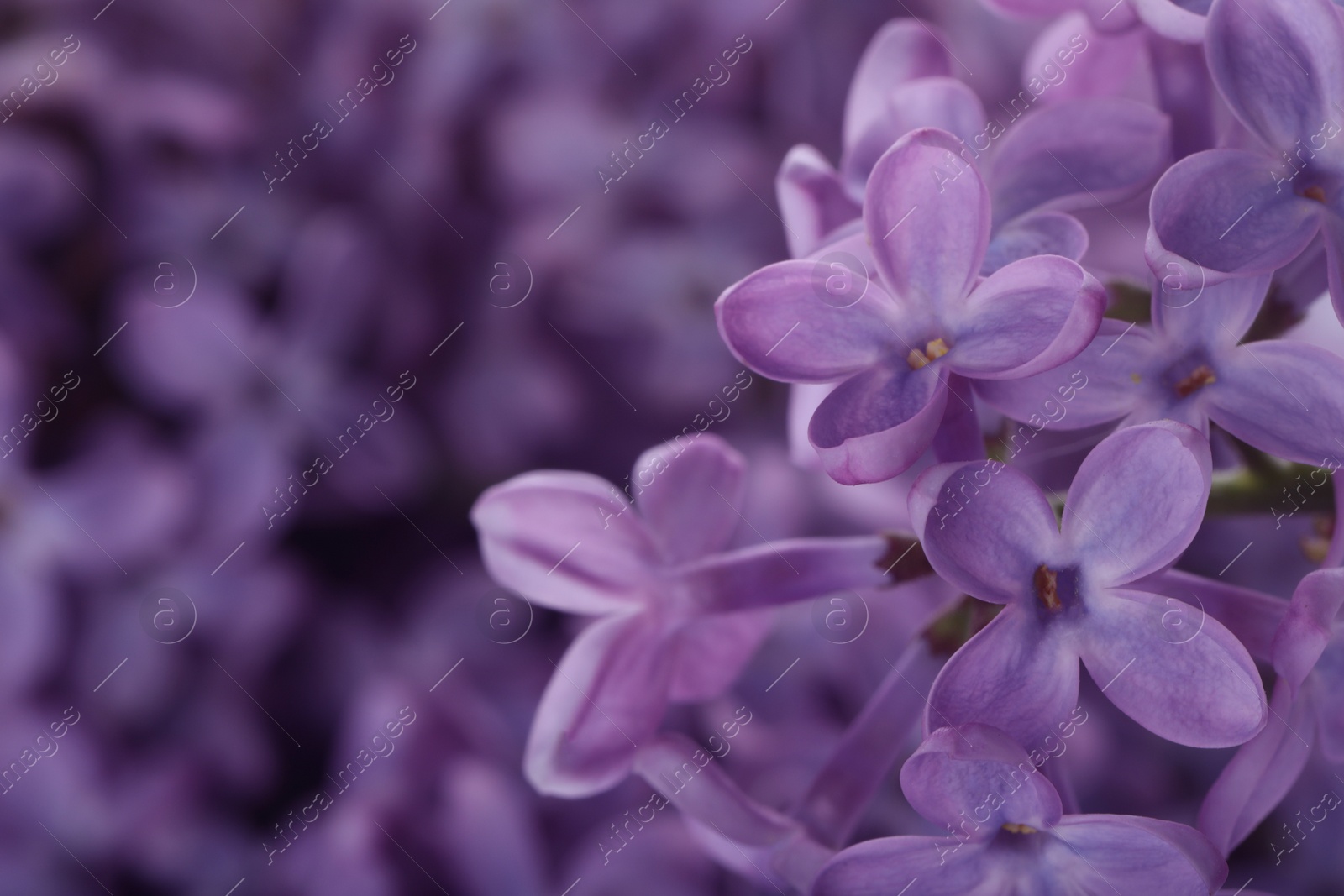 Photo of Closeup view of beautiful blossoming lilac as background