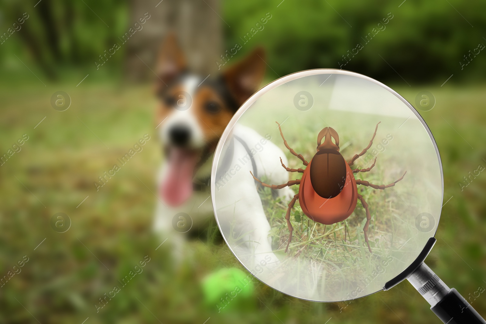 Image of Cute dog outdoors and illustration of magnifying glass with tick, selective focus