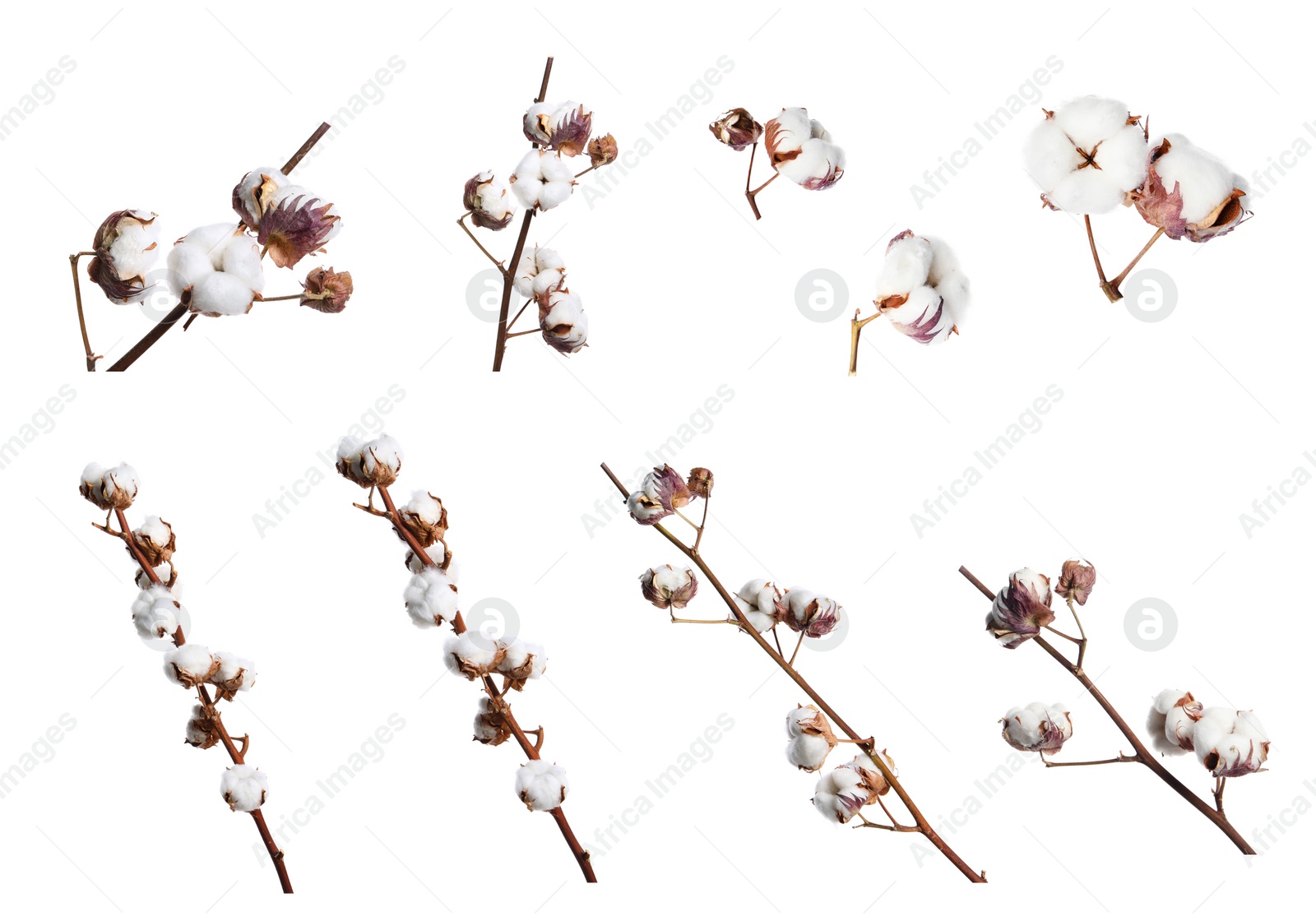 Image of Set of dried cotton branches with fluffy flowers on white background