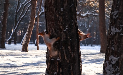 Cute squirrels on pine tree in winter forest