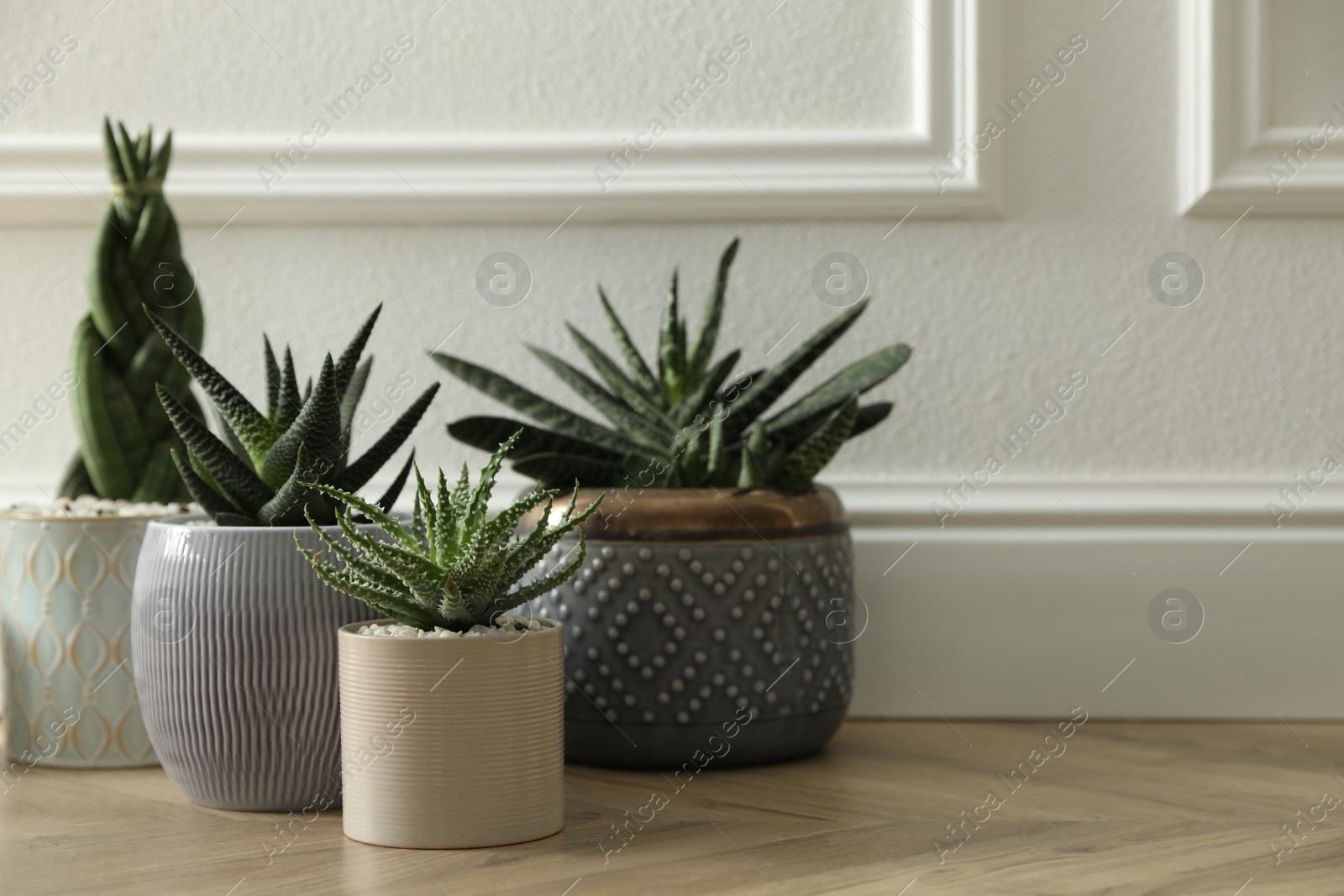 Photo of Different potted plants on floor near white wall, space for text. Floral house decor