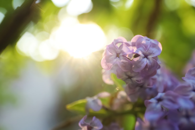 Closeup view of beautiful blooming lilac shrub outdoors