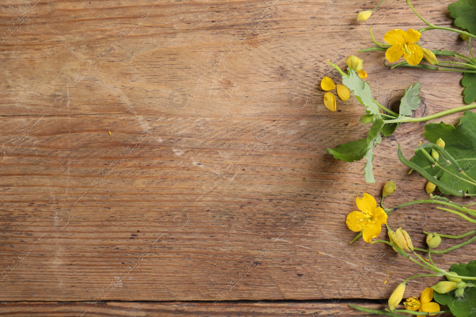 Photo of Beautiful celandine flowers on wooden table, top view. Space for text