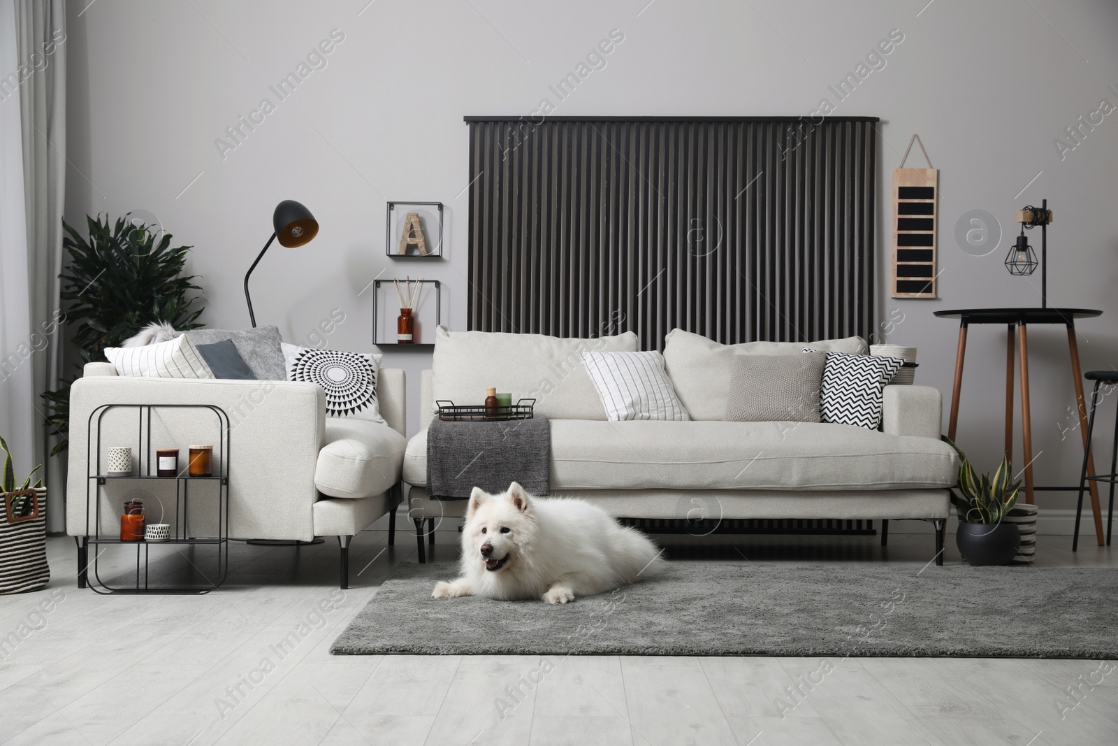 Photo of Adorable Samoyed dog on floor in living room