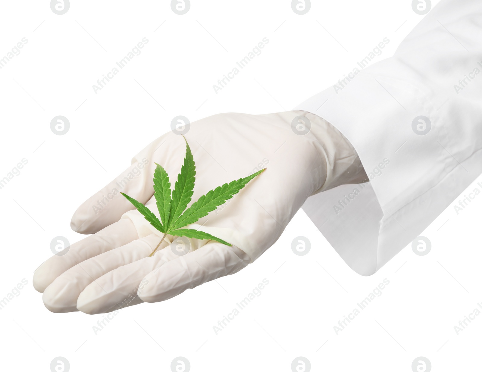 Photo of Doctor holding leaf of medical hemp on white background, closeup