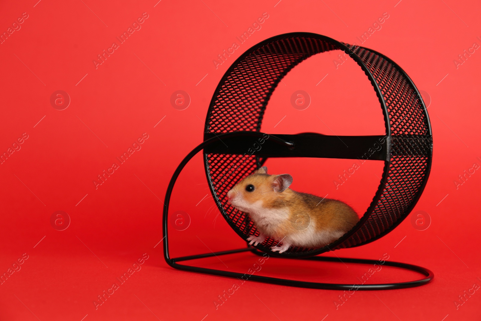 Photo of Cute little hamster in spinning wheel on red background